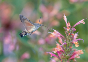 kolibrivlinder