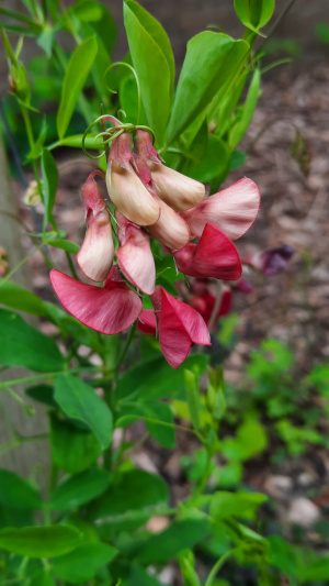 lathyrus