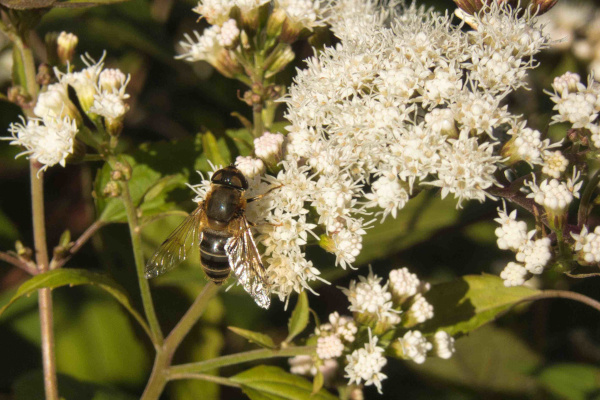 Eupatorium rugosum