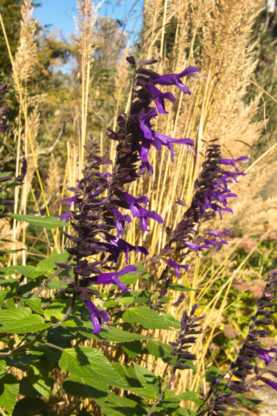 Salvia Amistadt