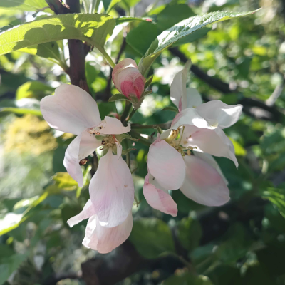 bloem1