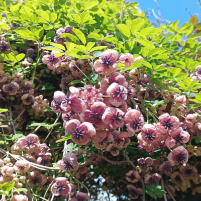 bloem2