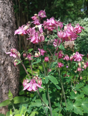 Akelei roze